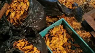 Разкриха незаконен цех за обработка на тютюн в пловдивския квартал