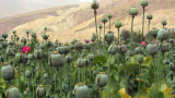  Афганистан към този момент не е водач в производството на опиат 
