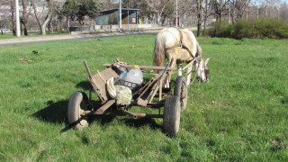 Арестуваха два коня, изоставени от бракониери в Берковица