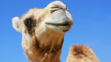 Участват ли камилите в конкурс за красота