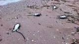 9 делфина и 300 буревестници са открити мъртви в района на Шабла и Дуранкулак