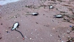 9 делфина и 300 буревестници са открити мъртви в района на Шабла и Дуранкулак