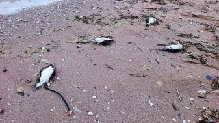 9 делфина и 300 буревестници са открити мъртви в района на Шабла и Дуранкулак