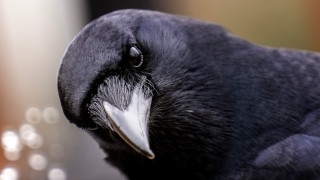 Вероятно сме чували обидата към някого че има птичи мозък