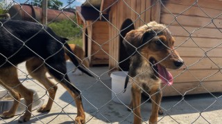 Увеличава се броят на осиновените кучета от приюта в Ямбол