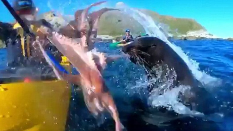 Каякар получи шамар от октопод, захапан от тюлен край Нова Зеландия