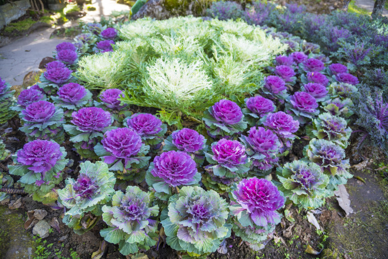 Декоративното зеле не е за ядене