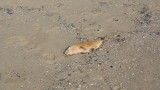 Открито е мъртво бебе делфинче на плаж в Шкорпиловци