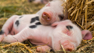 Надали има човек който не би се умилил от гледката