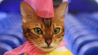 Вероятно на всеки от нас поне веднъж ни се е