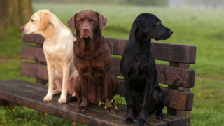 Как кучетата откриват болни от коронавирус с 95% точност