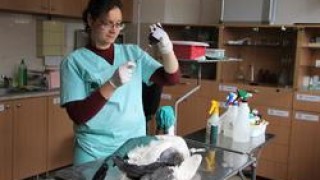 Днес в разгара на зимата в спасителния център на Зелени