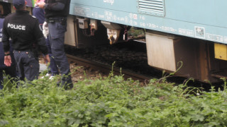 Мъж е загинал ударен от пътнически влак в Русе Влакът