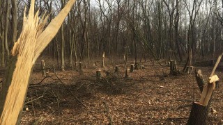 Незаконна сеч на критично застрашен вид е извършена над местността