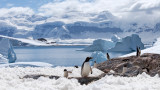 Топенето на ледник на Антарктида увеличaва морското равнище с 50 см