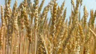 Производството на фуражно зърно в Добричка област достигна 394 163 т
