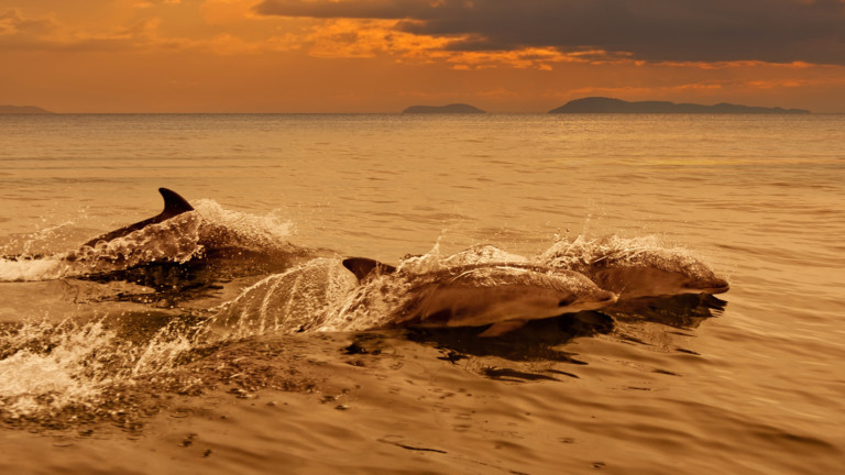 По-малко регистрирани случаи на изхвърлени мъртви делфини по българското крайбрежие