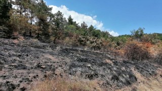 БКДМП: Иглолистните гори в България са застрашени
