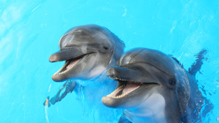74 000 делфина са регистрирани в българската акватория на Черно море
