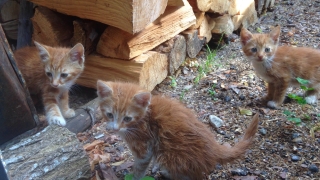 Неизвестен стреля по домашни котки до училище в Горна Оряховица