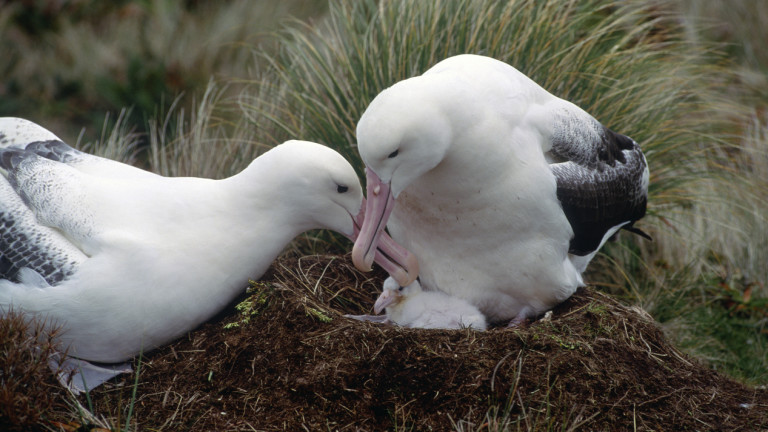Албатросите, едни от най-лоялните и моногамни същества в света, са