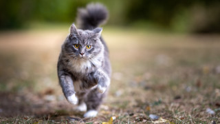 Учени искат котките да се извеждат на каишки, ЕС каза "Не"