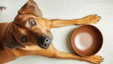  Кучетата, храненето и по какъв брой пъти дневно би трябвало да ядат, с цел да са здрави 