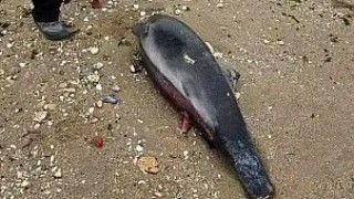 9 делфина и 300 буревестници са открити мъртви в района на Шабла и Дуранкулак