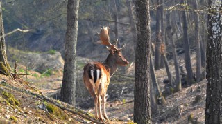 Бракониер уби благороден елен на територията на дивечовъден участък Люляковец