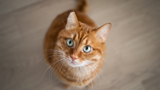 Котките с рижа козина може да не са често срещани