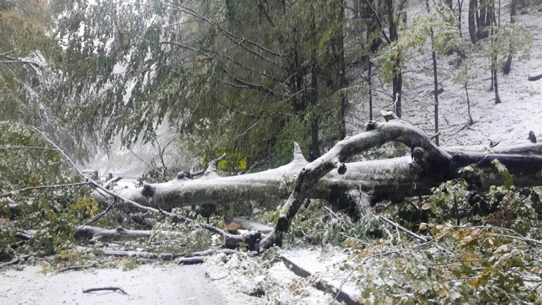 Силен вятър събори дървета в Пампорово, съобщава bTV. Това се