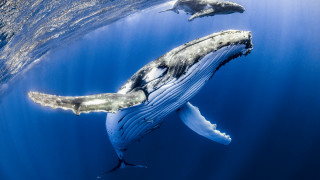 Защо китовете ядат пластмаса