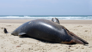Два мъртви делфина бяха открити на шофьорския плаж край Созопол