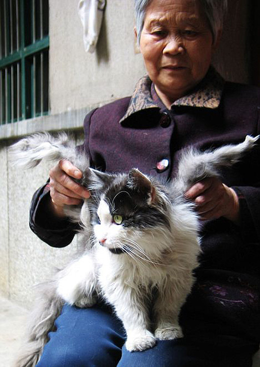 Котка с крила откриха в Китай (галерия)