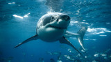 Cocaine Sharks разказва историята на "кокаиновите акули" по крайбрежието на Флорида