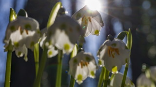 Астрономическата пролет настъпва днес в 11 01 часа Слънцето при своето