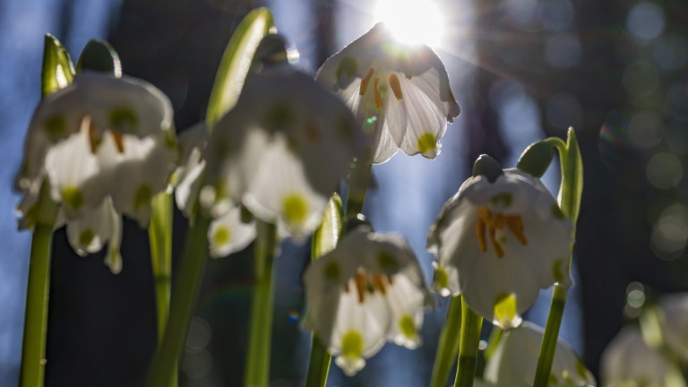 Първа пролет е