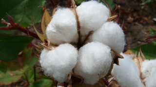 Спекулантите залагат на памука. И има защо