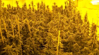 Разбиха високотехнологична оранжерия за канабис в Драгоман