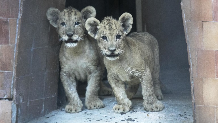 Изображение 499260