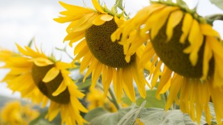 В крайните източни райони отново ще има ниска облачност а