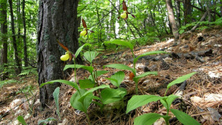 Сдружение Асоциация наука за природата организира обществено обсъждане във връзка