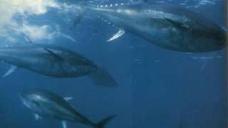 В Япония продадоха риба тон за 300 хиляди евро