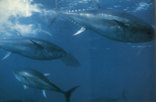 В Япония продадоха риба тон за 300 хиляди евро