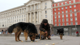 В очакване на поредния изяден с новата стара програма на София за кучетата