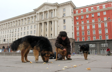 В очакване на поредния изяден с новата стара програма на София за кучетата