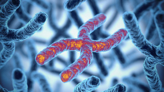 Както знаем още от училище полът ни се определя още