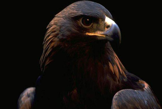 Правителството се компрометира за НАТУРА