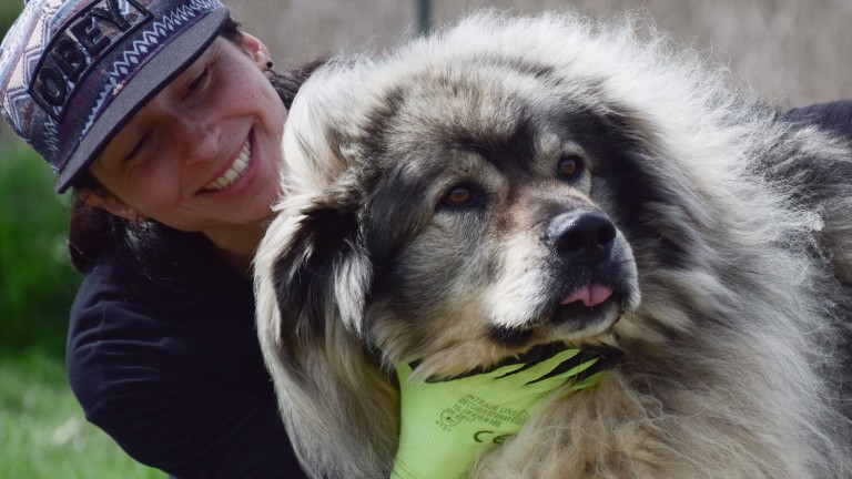 717 кучета са осиновени от общинските приюти от началото на