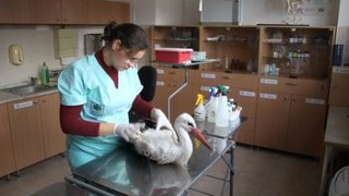 Над двайсет щъркели са настанени в Спасителния център към Варненския